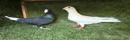 Pigeons birds for sale: Beautiful Vaccinated Pigeons – Quick Sale £20 - Advert 19