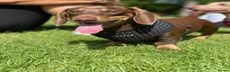 Miniature Dachshund dogs for sale: KC Reg Isabella & Tan Mini Dachshund Boy For Sale - Advert 4