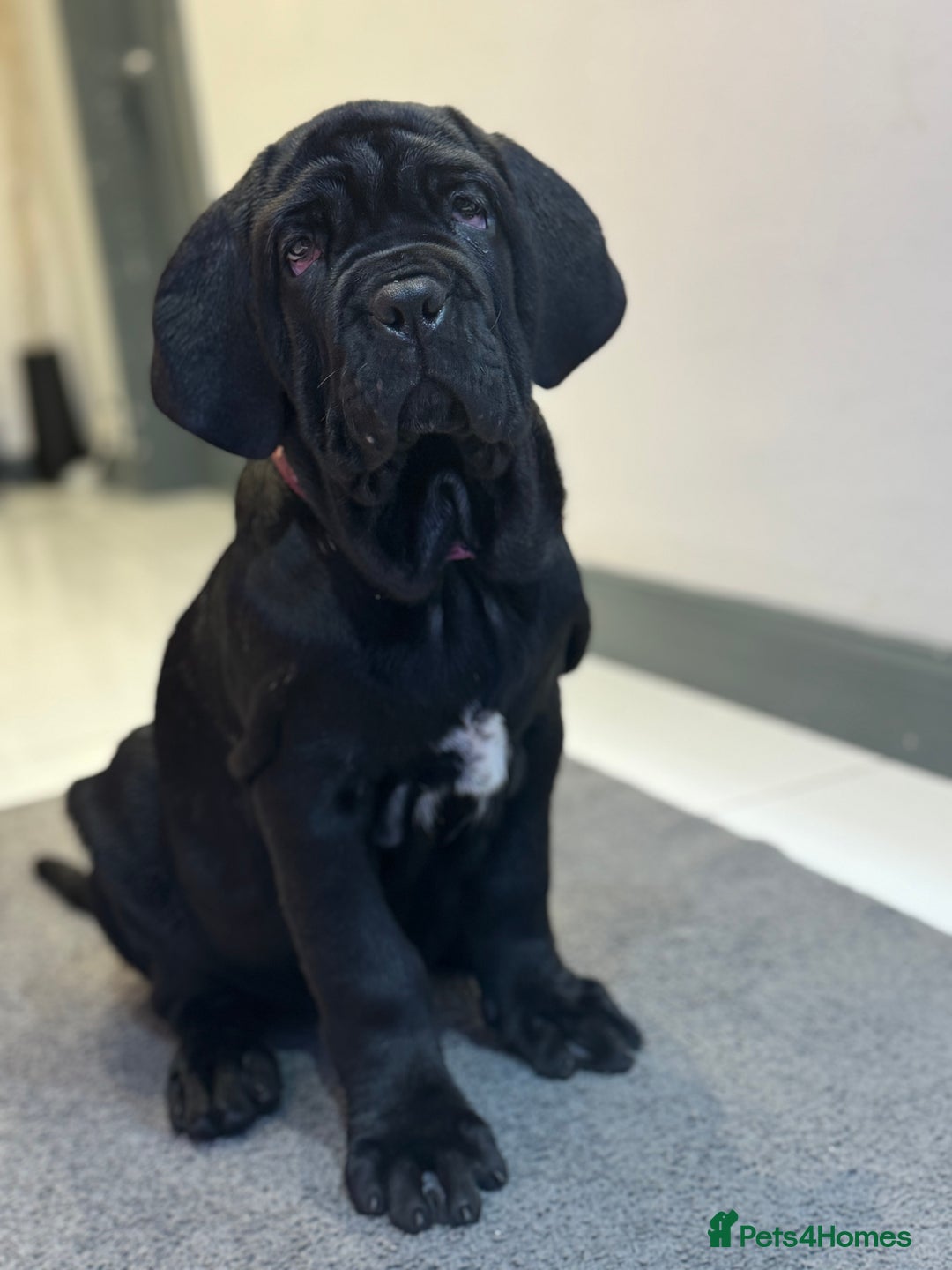 Neapolitan Mastiff dogs for sale:  3 black girl Neapolitan mastiff puppie Newcastle  - Advert 1