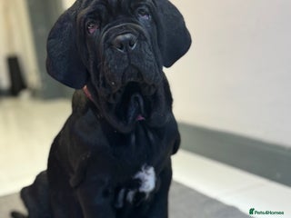 Neapolitan Mastiff dogs Neapolitan mastiff puppies Newcastle - Advert 1