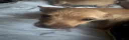 Mixed Breed dogs for sale: Chihuahua mix puppies available now - Advert 9