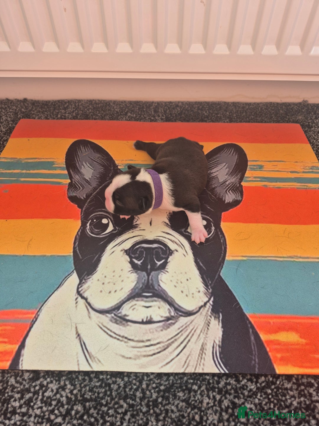 Boston Terrier dogs for sale: Stunning true to type wildax litter - Image 12