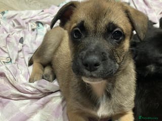 Mixed Breed dogs 6 French Bulldog/German Shep Beautiful Pups Rare - Advert 5