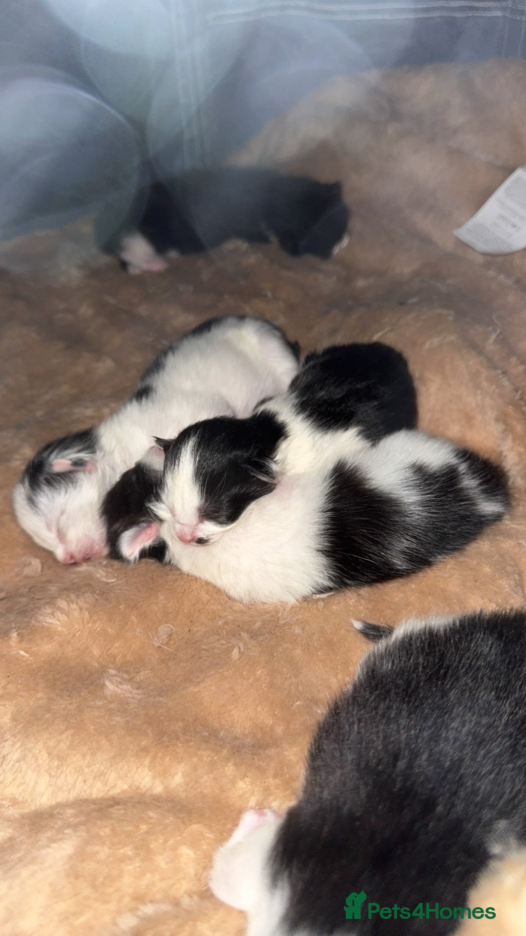British Longhair cats for sale: Black and white long hair kittens for sale - Advert 14