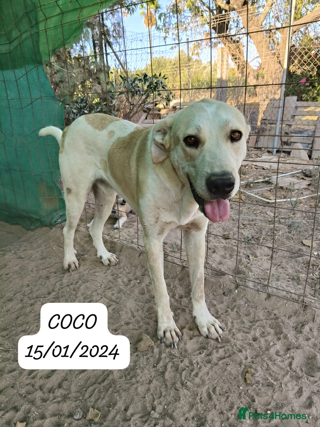 Mixed Breed dogs for adoption: Coco – A Sweet 2-Year-Old Mastín desperate  in Hengoed - Advert 2