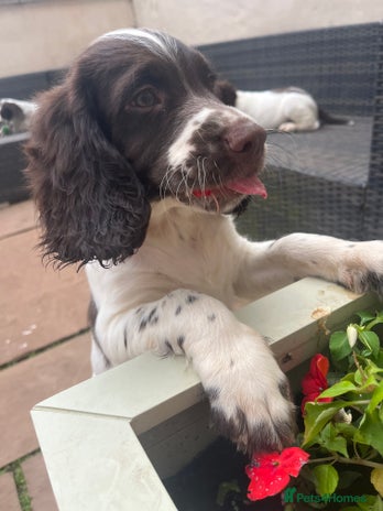 English Springer Spaniel dogs - Advert 3