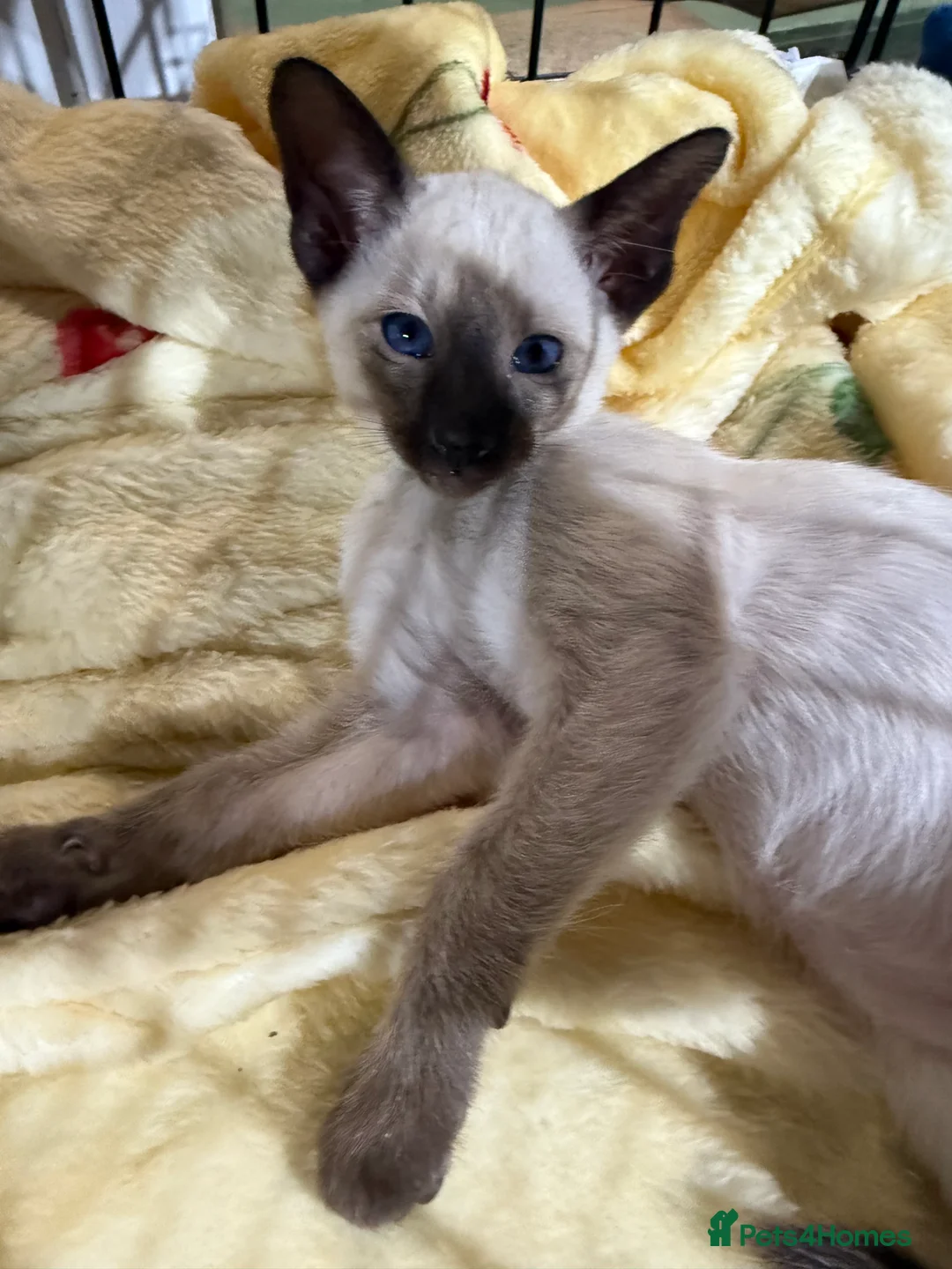 Siamese cats for sale: Siamese kittens  - Advert 26