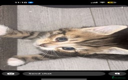 British Longhair cats for sale: 2 gorgeous British longhair female kittens  - Image 4