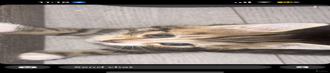 British Longhair Kitten 2