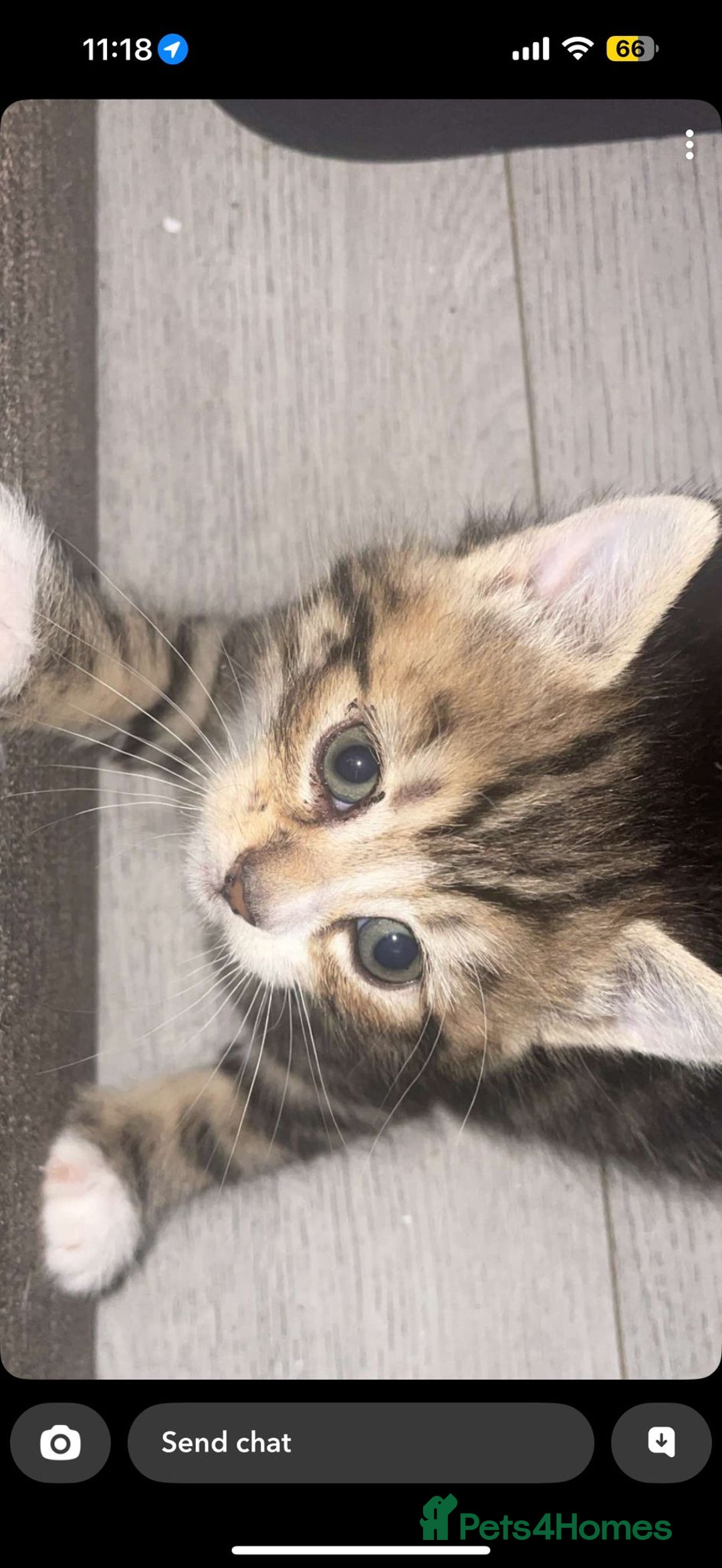 British Longhair cats for sale: 2 gorgeous British longhair female kittens  - Image 4