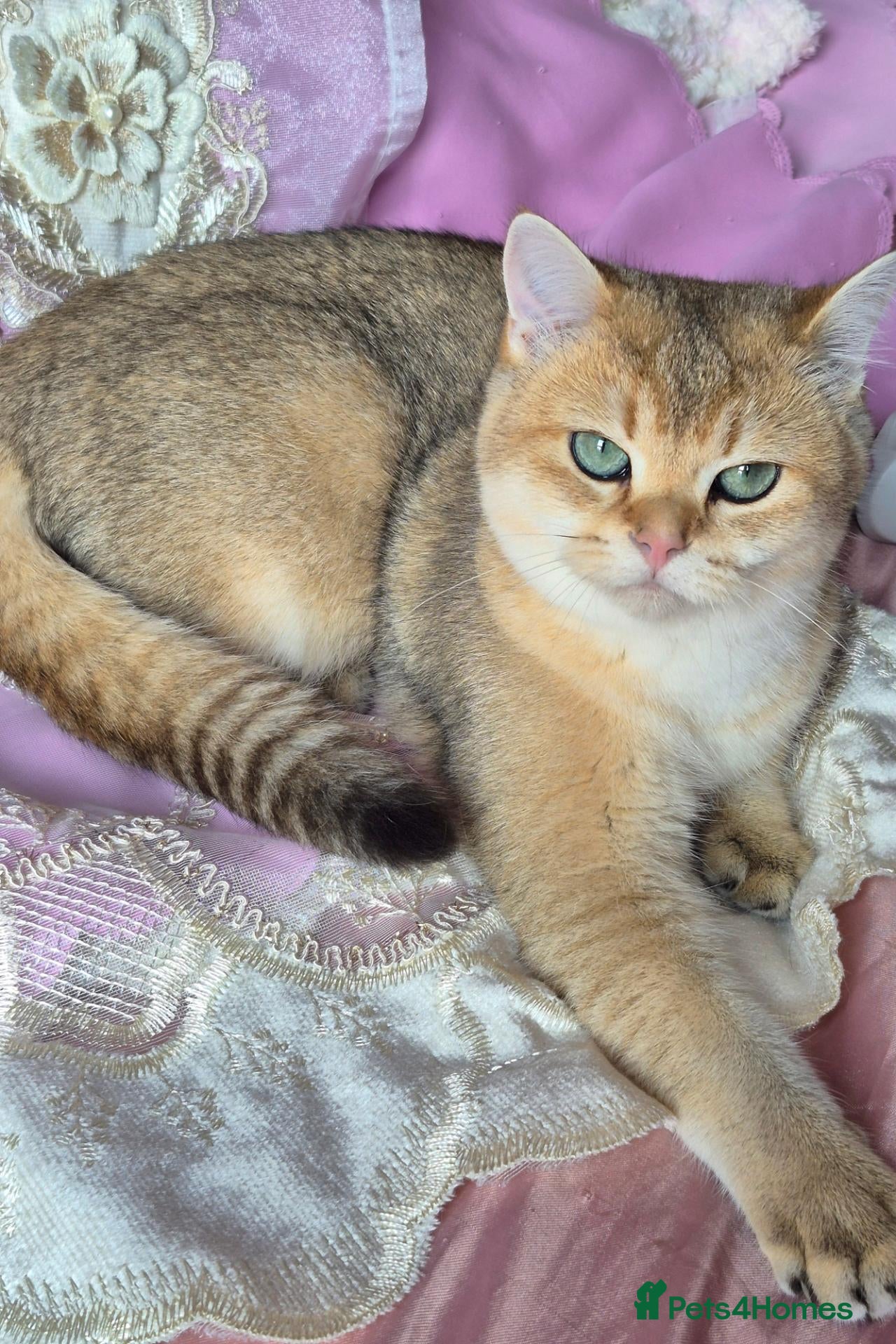British Longhair cats for sale:  Tica registered BLH/BSH golden shaded  kittens  - Advert 1