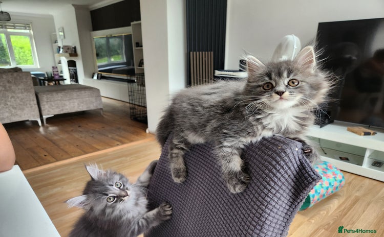 Maine Coon cats - Advert 6