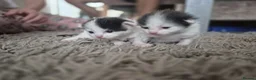 Turkish Van cats for sale: Ready to leave babies x3 black and white  - Advert 17