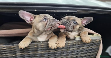 French Bulldog dogs - Advert 6