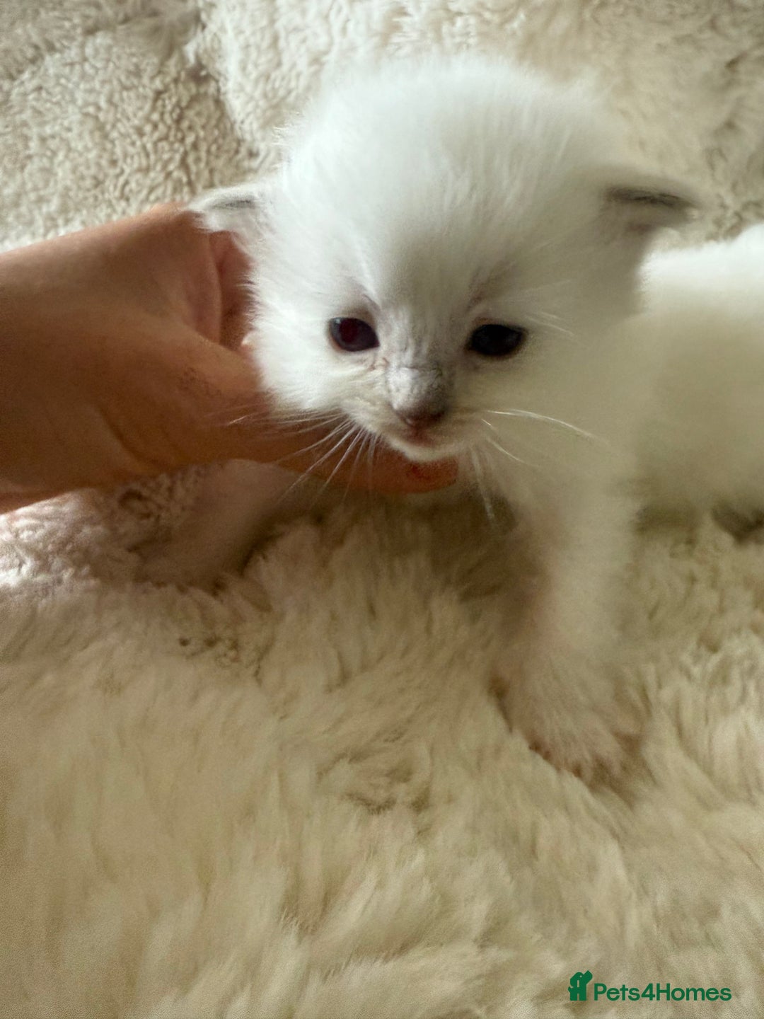 Ragdoll cats for sale: Beautiful litter of Ragdoll baby’s!  - Image 16