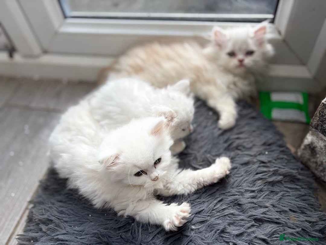 Persian cats for sale: Outstanding litter of Persian x kittens,  - Image 24