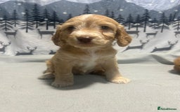 Cockapoo dogs for sale: Cockapoo puppies Rainbow litter  - Advert 6