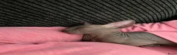 Sphynx cats for sale: Very loving Blue Sphynx Boy - Advert 3