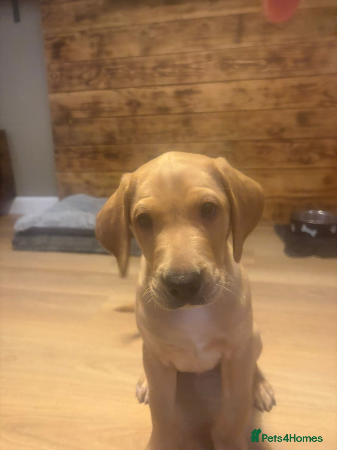 Labrador Retriever dogs for sale: Fox red Labrador Boy  - Advert 1