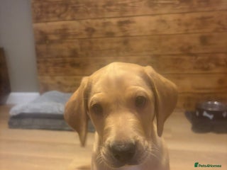 Labrador Retriever dogs Fox red Labrador Boy - Advert 1