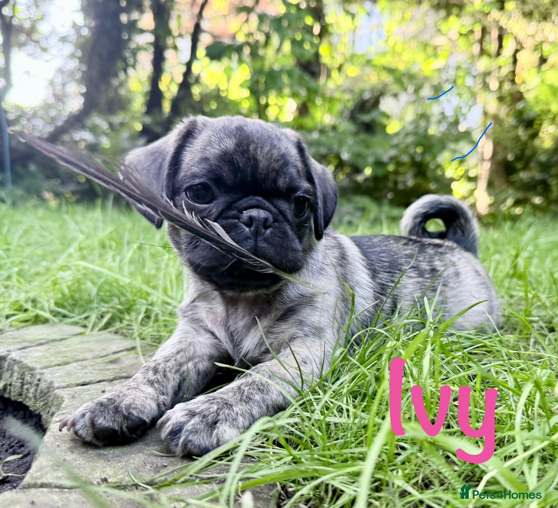 Pug dogs Adorable one of a kind. loving KCreg PUG puppies  - Advert 2