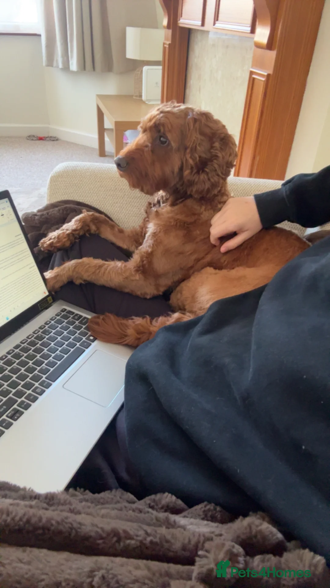 Cockapoo dogs for stud: Red cockerpoo  in Bristol - Advert 3