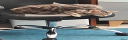 Mixed Breed cats for sale: Maine Coon x Marble Bengal kittens, mixed breed - Advert 16