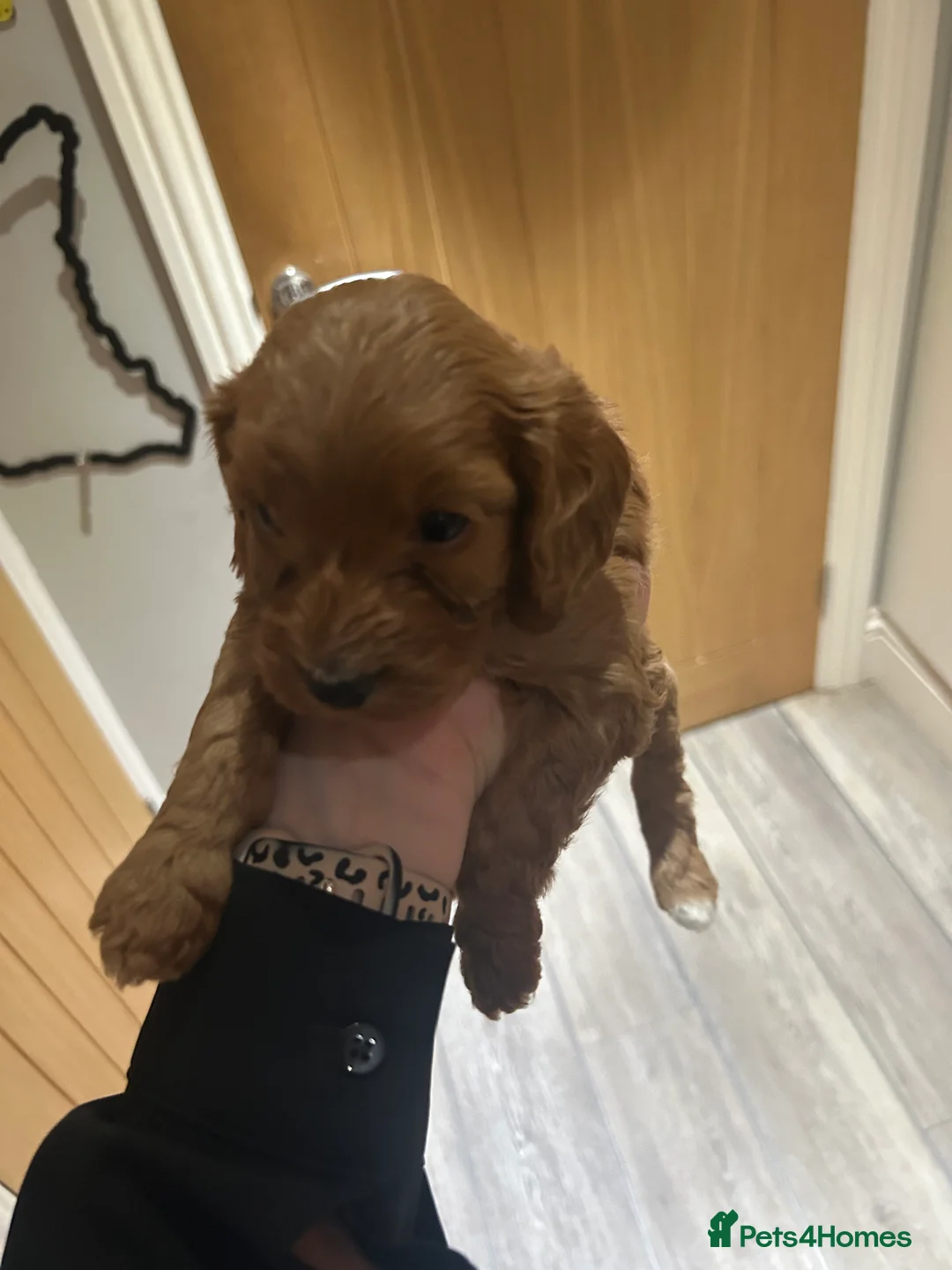 Cockapoo dogs for sale: ONE LITTLE LADY LEFT! F1 cockapoo  - Advert 1