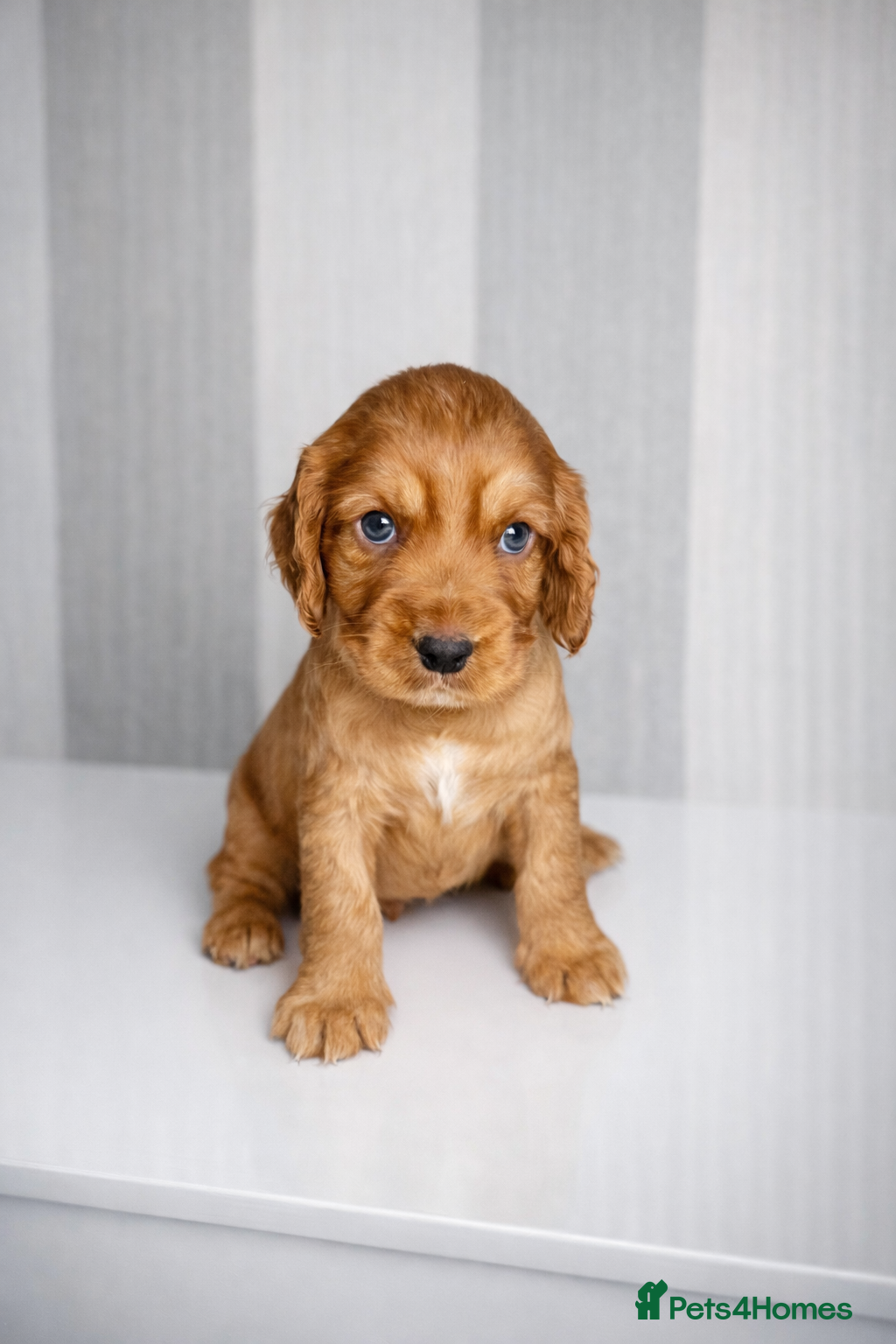 Cocker Spaniel dogs Working Cocker spaniels  - Advert 9