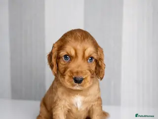 Cocker Spaniel dogs Working Cocker spaniels - Advert 9