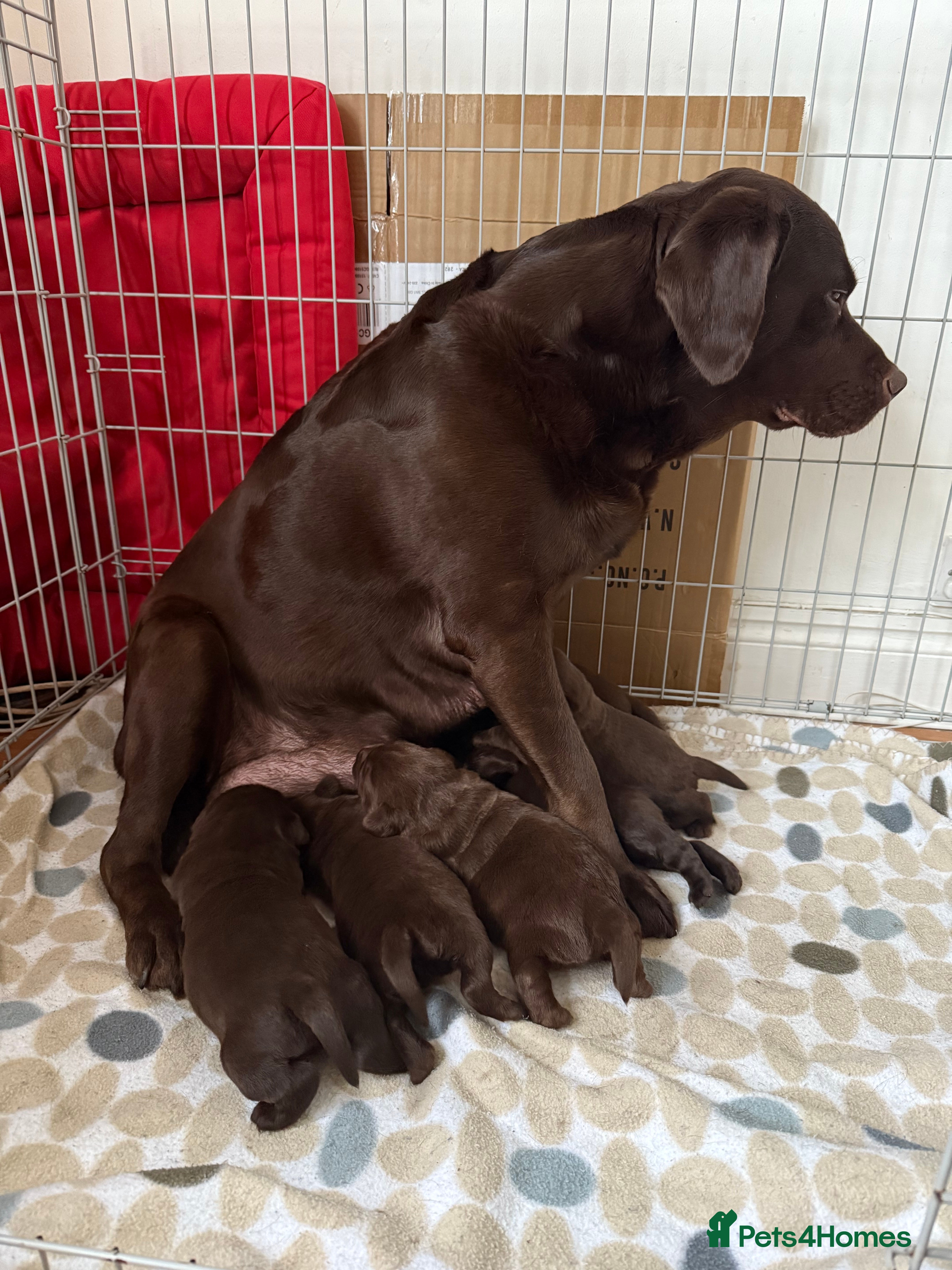 Labrador Retriever dogs KC Labrador for sale  - Advert 2