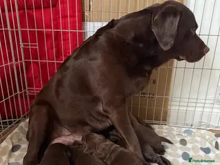 Labrador Retriever dogs KC Labrador for sale - Advert 2