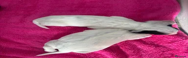 Mixed Breed 2