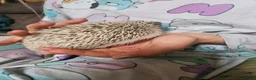 Pygmy Hedgehog rodents for sale: Female African pygmy hedgehog  - Advert 3