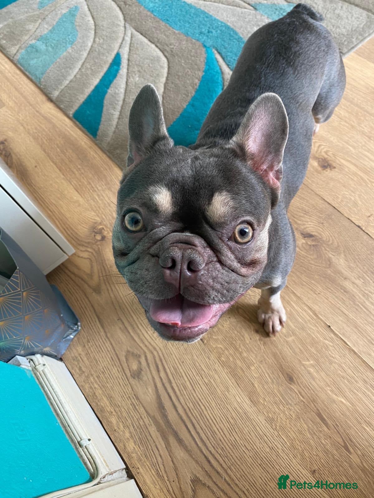 French Bulldog dogs Blue bitch  - Advert 4