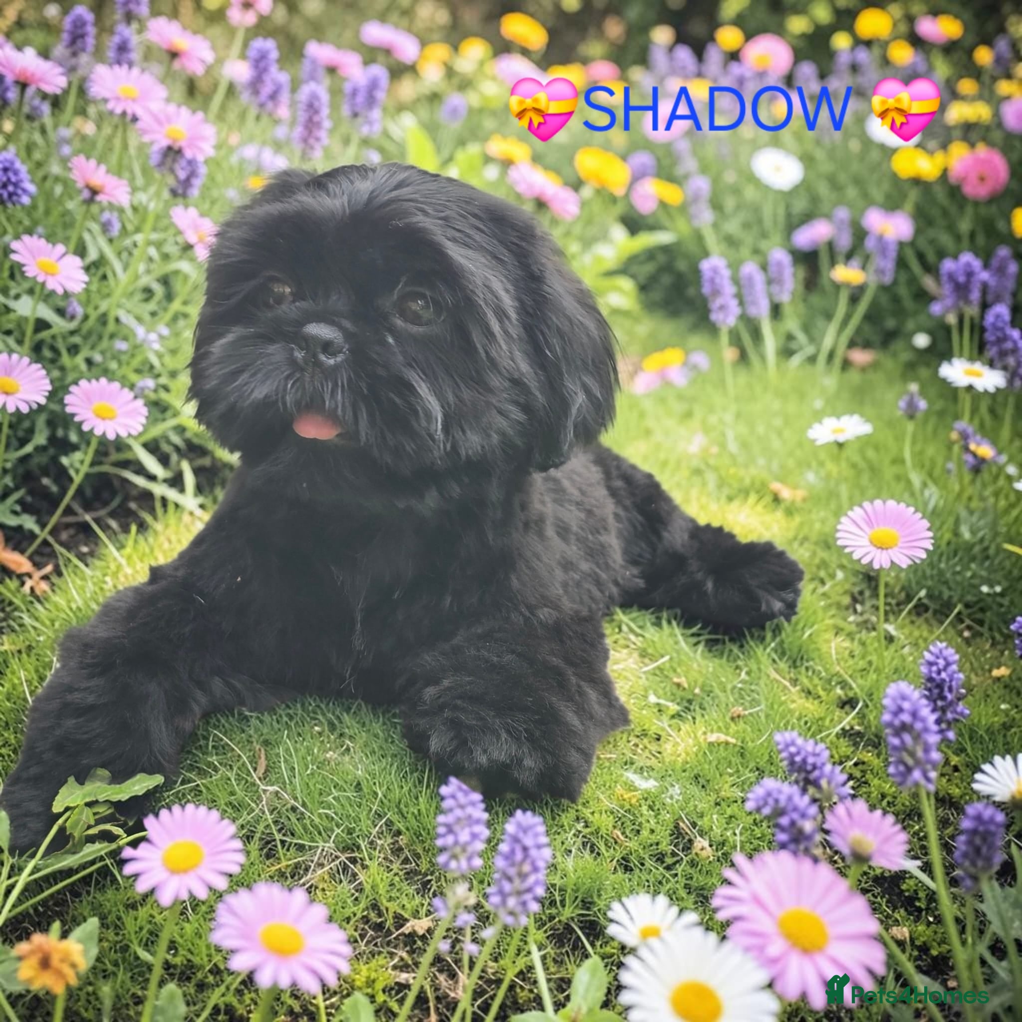 Shih Tzu dogs RARE BLACK STANDARD SHIH TZU WITH BLUE  SKIN - Advert 6