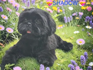 Shih Tzu dogs RARE BLACK STANDARD SHIH TZU WITH BLUE SKIN - Advert 6
