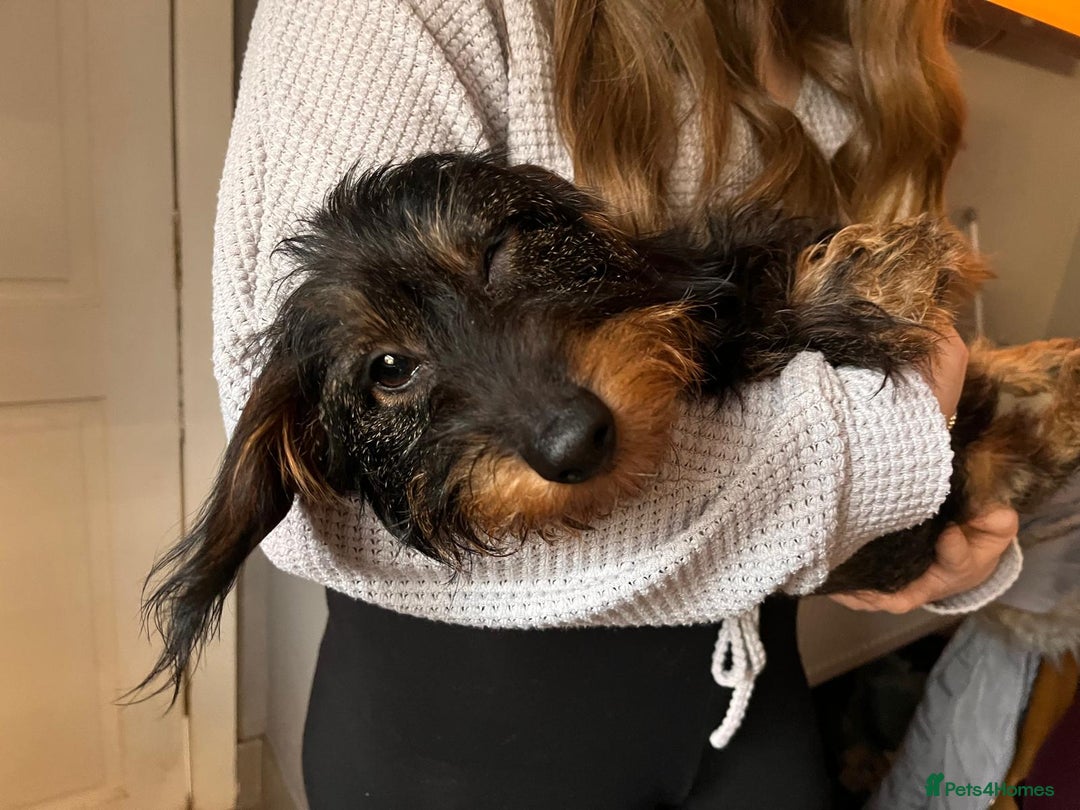 Miniature Dachshund dogs for sale: Pebbles Wirehair Miniature Dachshund  - Image 11