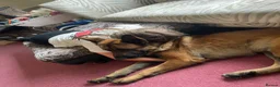 Belgian Shepherd Dog dogs for sale: Stunning Belgian Malinois puppies  - Advert 28