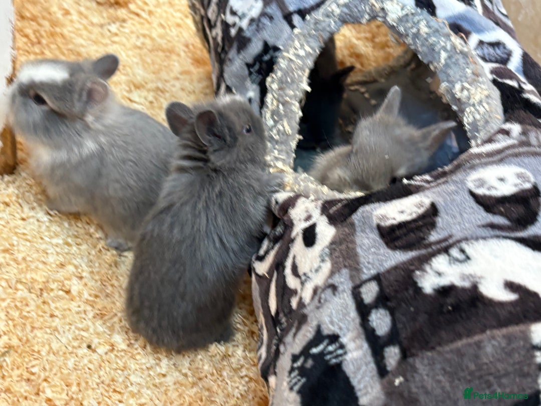 Netherland Dwarf rabbits for sale: Netherlands x lion heads  - Image 7