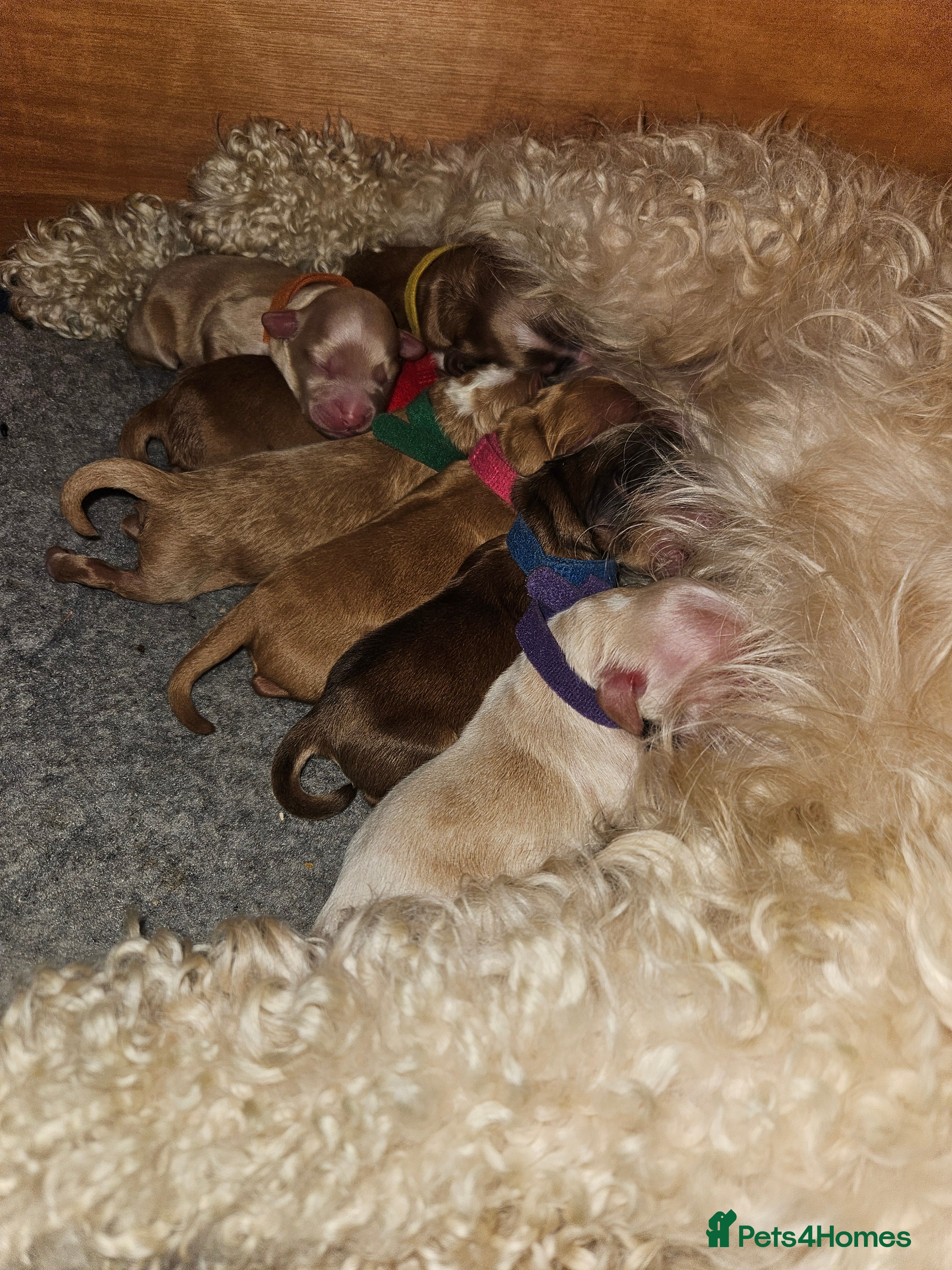 Cockapoo dogs F2 cockapoos - Advert 13