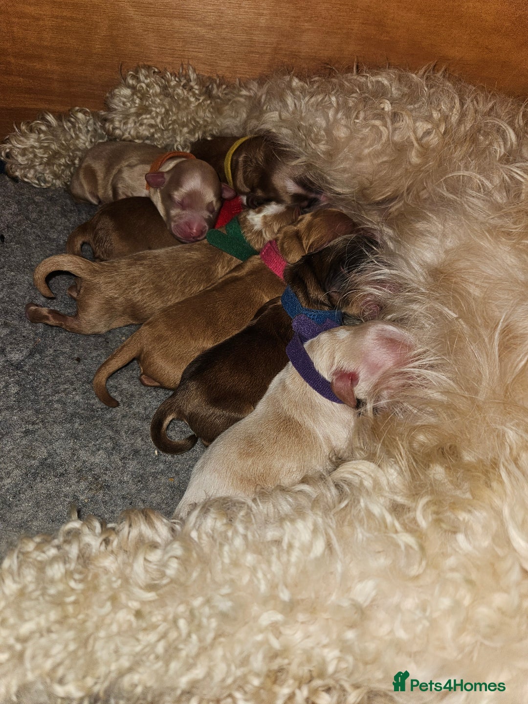 Cockapoo dogs for sale: F2 cockapoos - Image 1