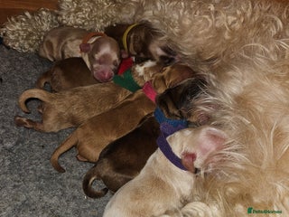 Cockapoo dogs - Advert 14