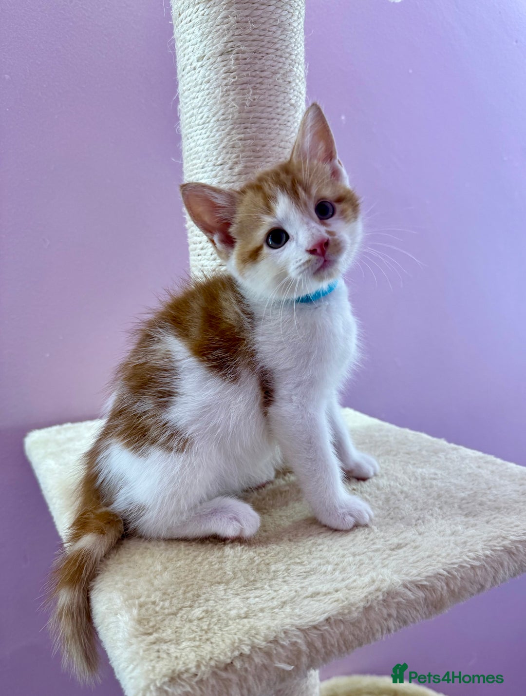 Mixed Breed cats for sale: READ INFO, 8 beautiful ginger kittens. - Image 10