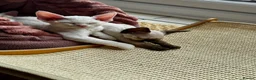 Devon Rex cats for sale: Stunning White Devon Rex Boy - Advert 3