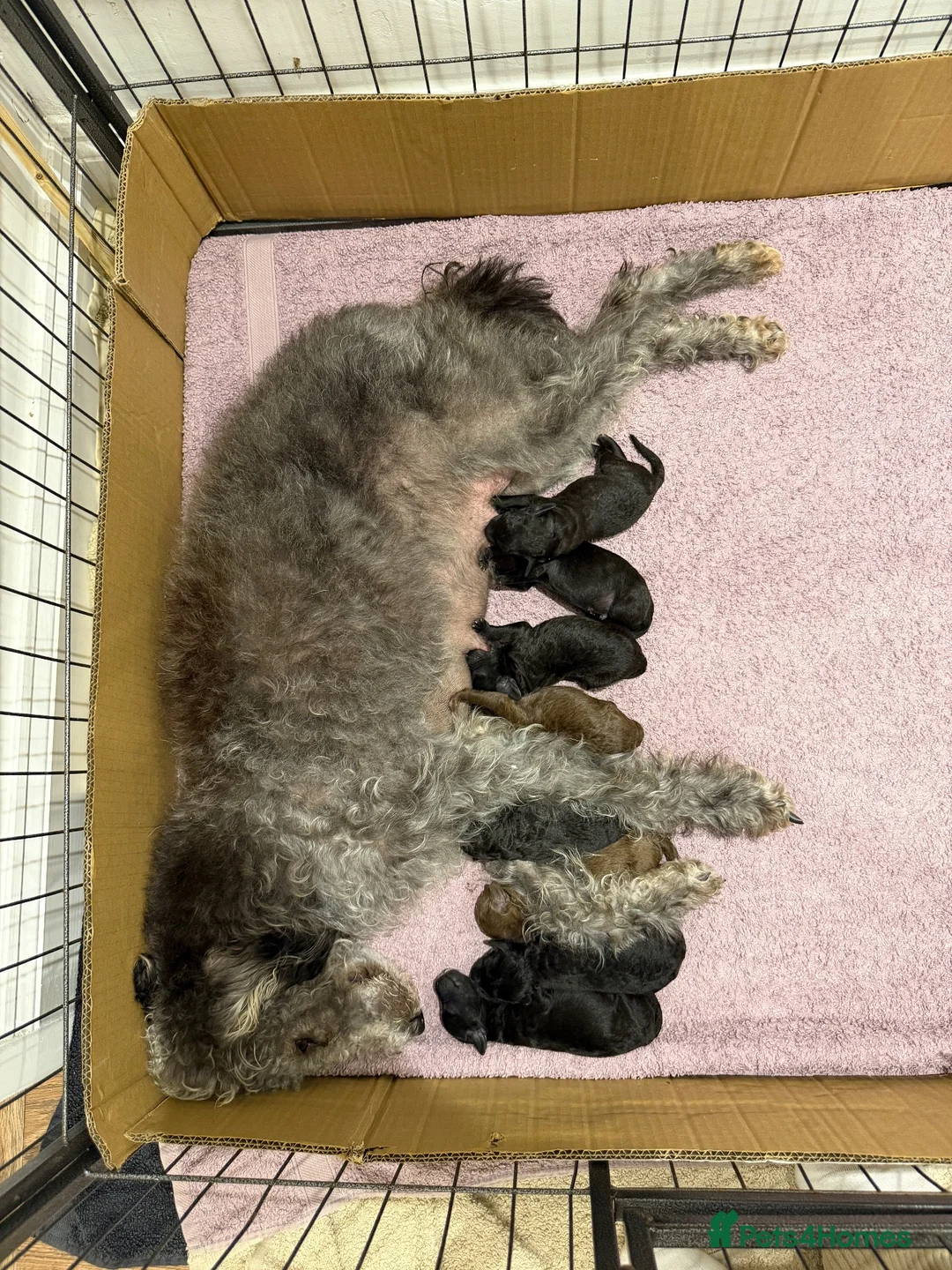 Bedlington Terrier dogs for sale: Bedlington terrier pups  in Derby - Advert 5