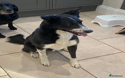 Border Collie dogs for sale: Border collie puppies  - Image 9