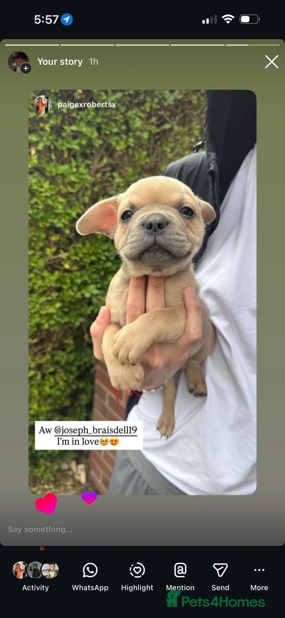 Mixed Breed dogs Puppies - Advert 7