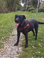 Mixed Breed dogs 💖🐶 NICOL-2–3-year-old Labrador cross girl 🐶💖 - Advert 5