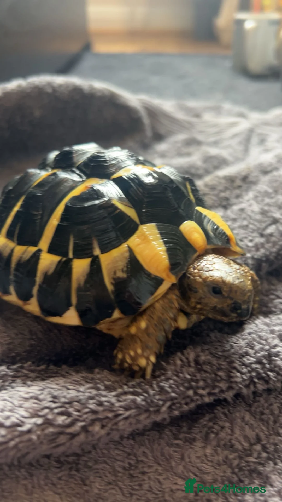 Hermann Tortoise reptiles for sale: western hermann tortoise  - Advert 2